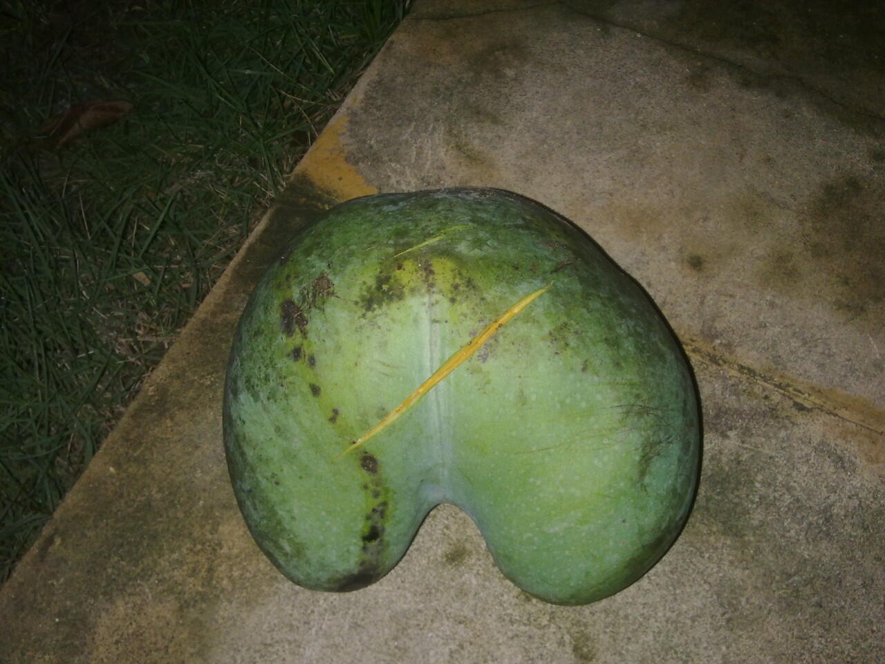 Buah Mangga ane bentuknya mirip apa ya? (Penasaran,,, masuk aja!)