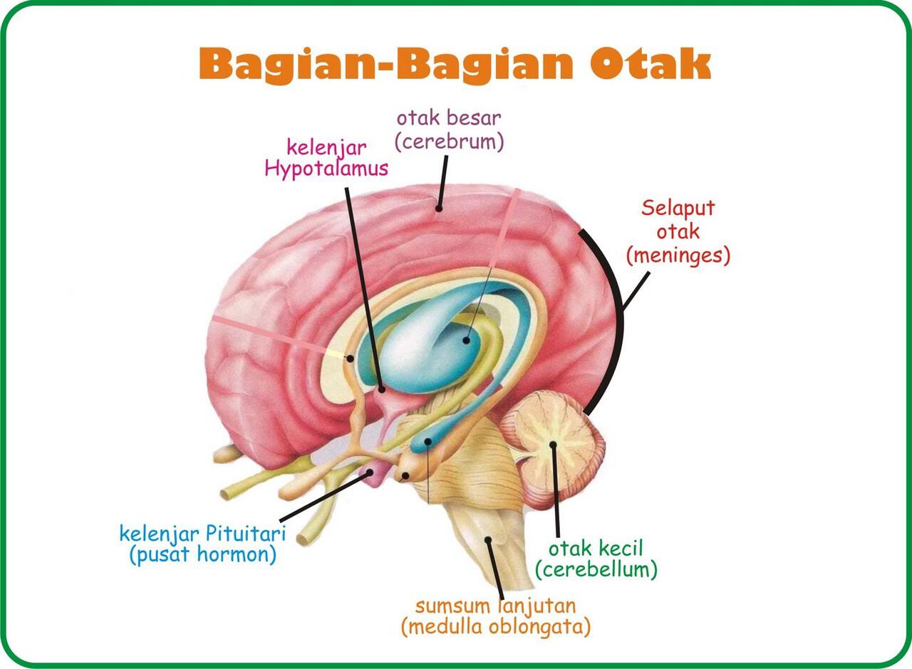 Mengenal Kinerja Otak Manusia