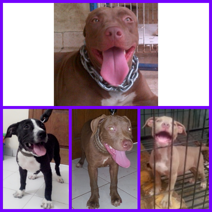American Pitbull Special Akhir Tahun