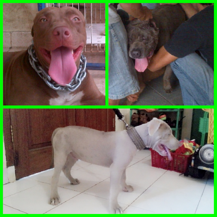 American Pitbull Special Akhir Tahun