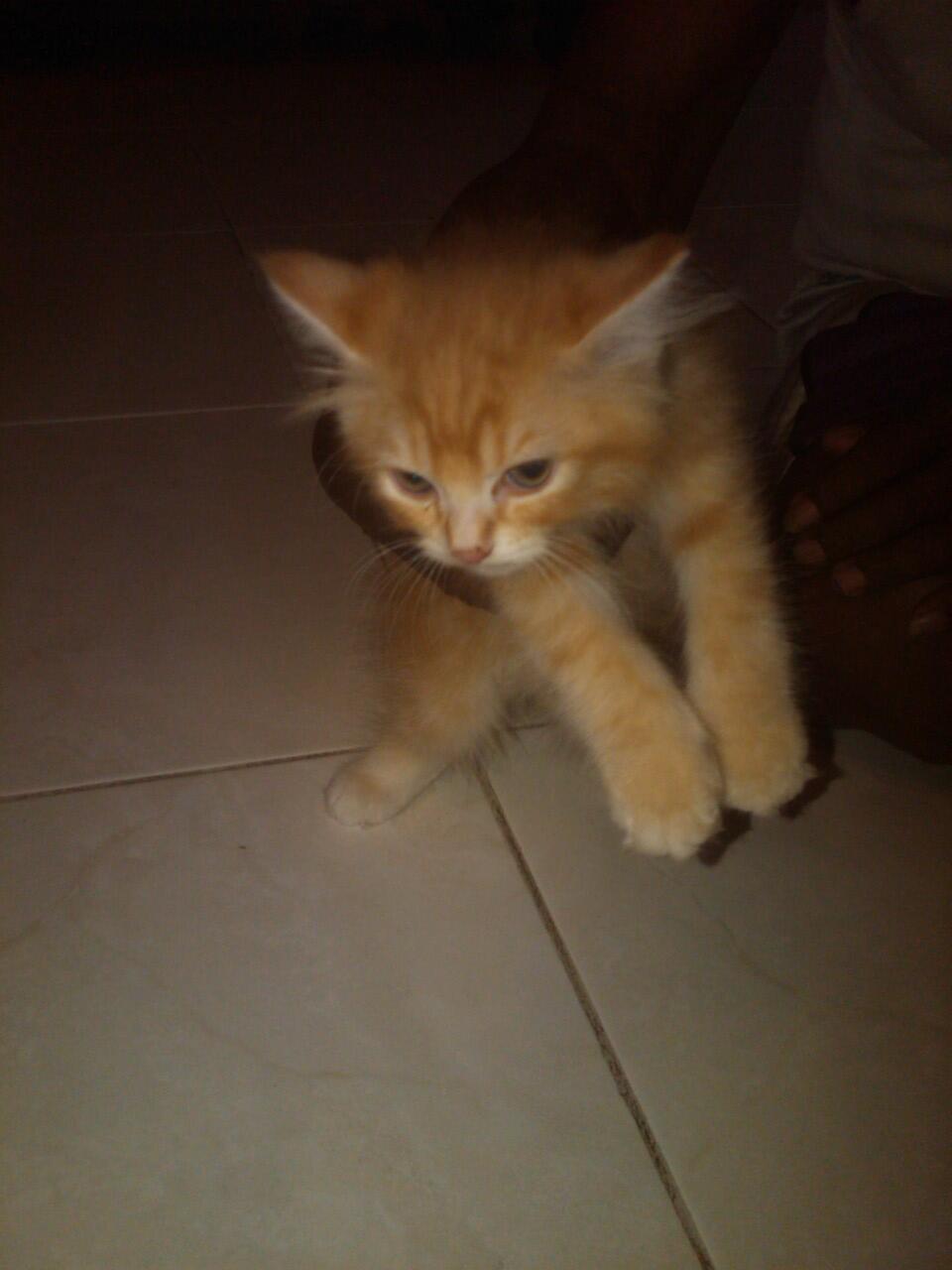 Kucing Persia Kiiten