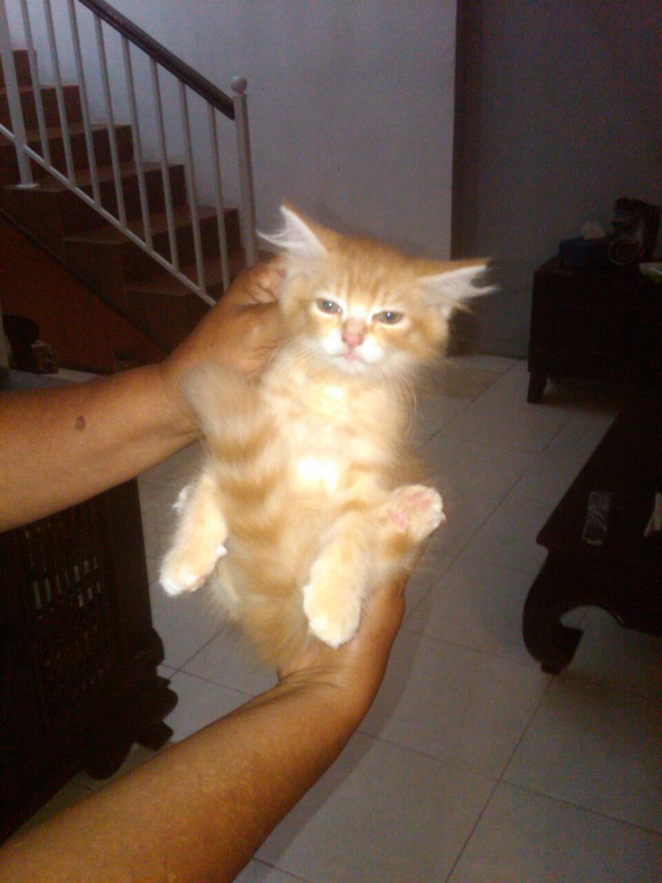 Kucing Persia Kiiten