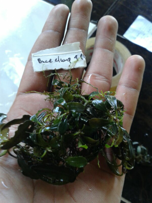 Terjual tanaman aquascape buce sp  sanggau buce daun hitam 