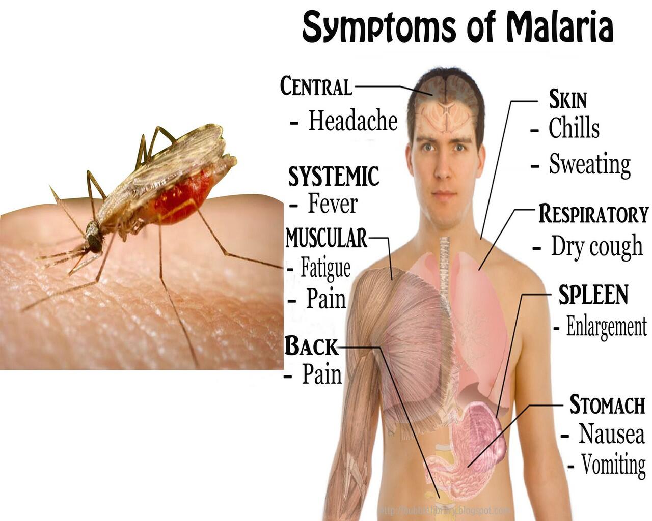 10 Fakta Menarik Tentang Nyamuk 