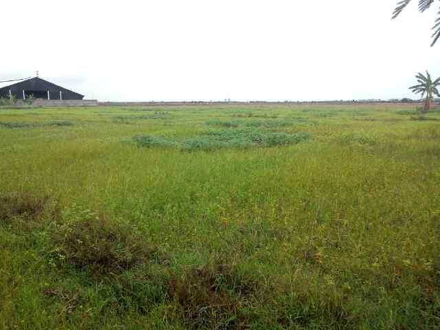 Di jual tanah (sawah) 10 hektar di ex.tol kanci