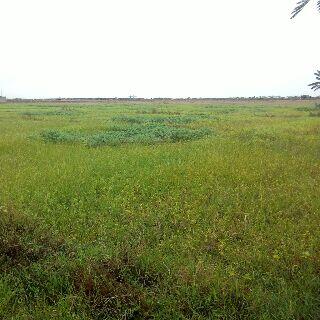 Di jual tanah (sawah) 10 hektar di ex.tol kanci