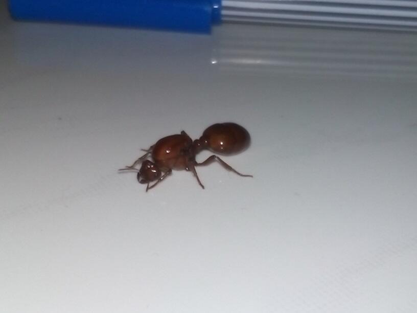  THE QUEEN OF ANT masih anget gan baru nemu di kosan !!!!