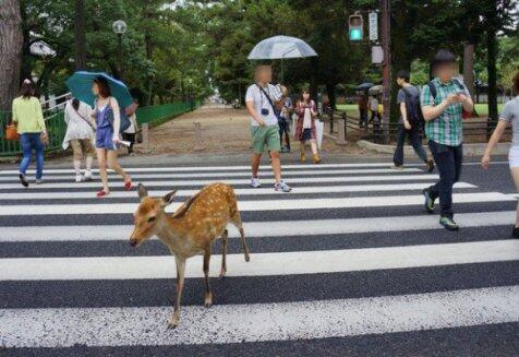 Hewan di Jepang TAAT Peraturan Lalu Lintas