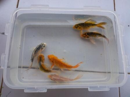 Terjual IKAN  KOI  BUTTERFLY aka KOI  METALIK  KASKUS