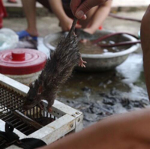 &#91;Vietnam&#93; Berburu Tikus, Sembelih, Panggang, Siap Dipasarkan, Rasa Ayam Panggang :D