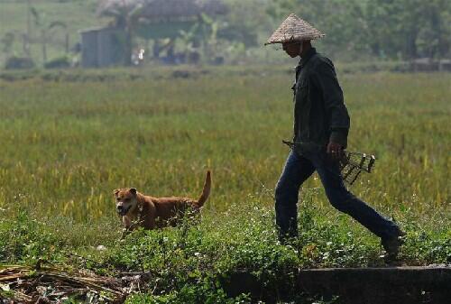 &#91;Vietnam&#93; Berburu Tikus, Sembelih, Panggang, Siap Dipasarkan, Rasa Ayam Panggang :D