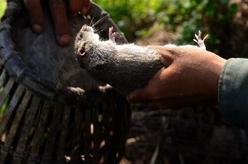 &#91;Vietnam&#93; Berburu Tikus, Sembelih, Panggang, Siap Dipasarkan, Rasa Ayam Panggang :D