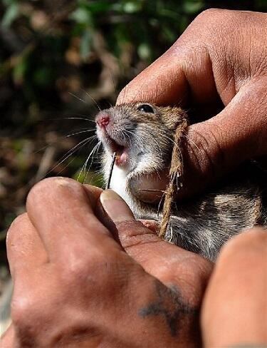 &#91;Vietnam&#93; Berburu Tikus, Sembelih, Panggang, Siap Dipasarkan, Rasa Ayam Panggang :D
