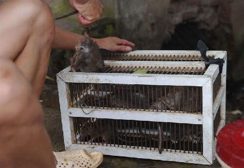 &#91;Vietnam&#93; Berburu Tikus, Sembelih, Panggang, Siap Dipasarkan, Rasa Ayam Panggang :D