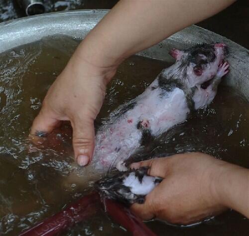 &#91;Vietnam&#93; Berburu Tikus, Sembelih, Panggang, Siap Dipasarkan, Rasa Ayam Panggang :D