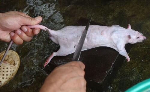 &#91;Vietnam&#93; Berburu Tikus, Sembelih, Panggang, Siap Dipasarkan, Rasa Ayam Panggang :D