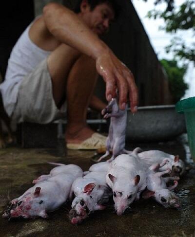 &#91;Vietnam&#93; Berburu Tikus, Sembelih, Panggang, Siap Dipasarkan, Rasa Ayam Panggang :D