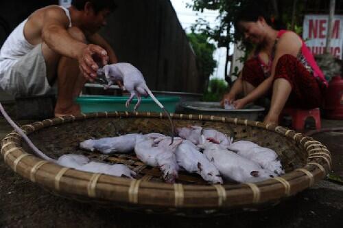 &#91;Vietnam&#93; Berburu Tikus, Sembelih, Panggang, Siap Dipasarkan, Rasa Ayam Panggang :D