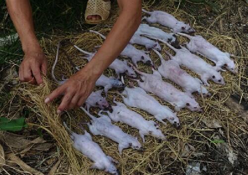 &#91;Vietnam&#93; Berburu Tikus, Sembelih, Panggang, Siap Dipasarkan, Rasa Ayam Panggang :D