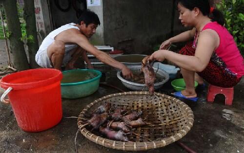 &#91;Vietnam&#93; Berburu Tikus, Sembelih, Panggang, Siap Dipasarkan, Rasa Ayam Panggang :D