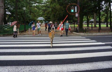 Di Jepang, Hewan Aja Tertib Lalulintas Gan !