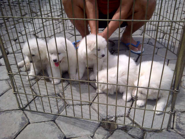 SAMOYED PUPPIES MURAH BANGET STAMBUM VAKSIN