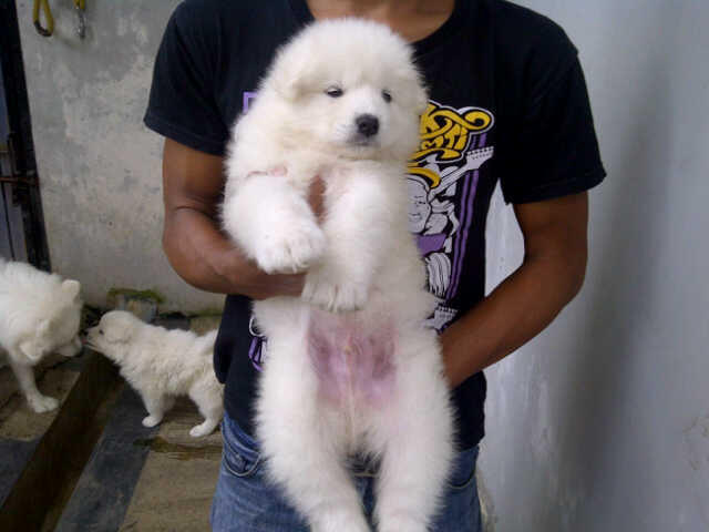 SAMOYED PUPPIES MURAH BANGET STAMBUM VAKSIN