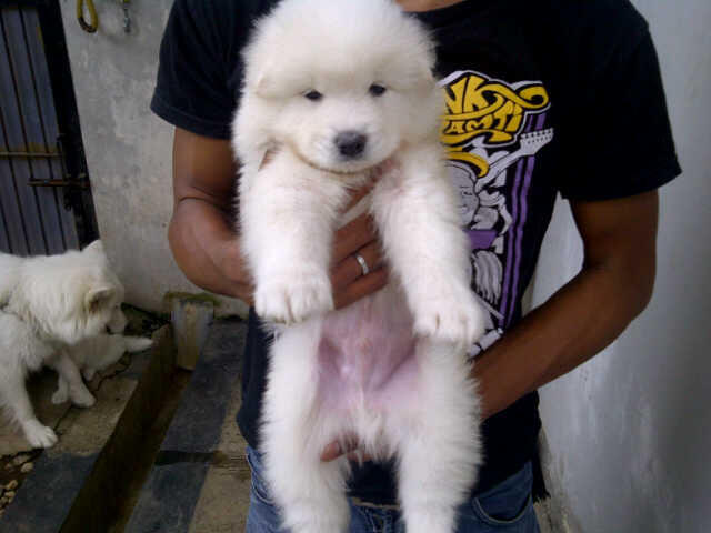SAMOYED PUPPIES MURAH BANGET STAMBUM VAKSIN