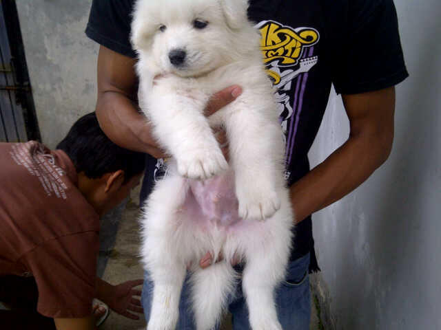SAMOYED PUPPIES MURAH BANGET STAMBUM VAKSIN