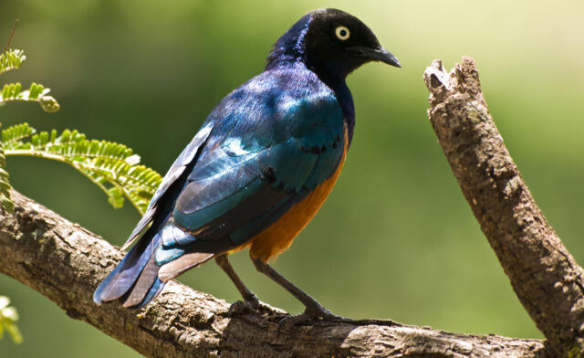 Musnahnya burung picu punahnya tanaman