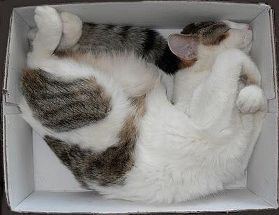 Apa Hubungannya Kucing dan Kardus?