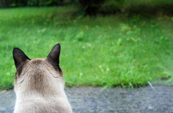Terbukti: Kucing Tidak Peduli Dengan Pemiliknya