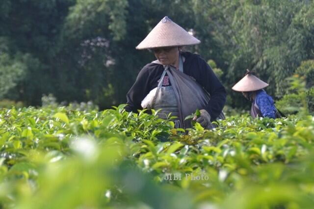 Yuk, Weekend Menikmati Hamparan Kebun Teh Kemuning