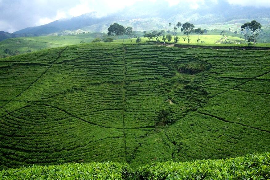 Yuk, Weekend Menikmati Hamparan Kebun Teh Kemuning