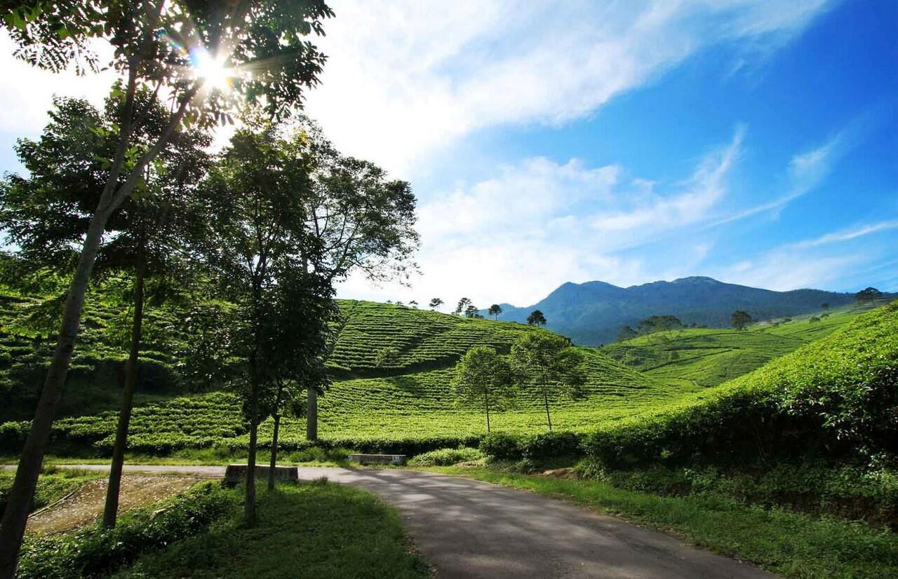 Yuk, Weekend Menikmati Hamparan Kebun Teh Kemuning