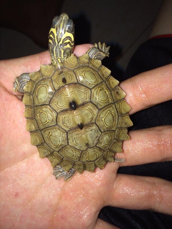 Jual kura air nigrinoda/black knobbeb map turtle/turtle nigrinoda