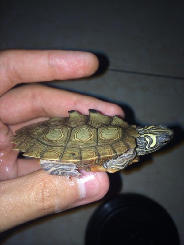 Jual kura air nigrinoda/black knobbeb map turtle/turtle nigrinoda