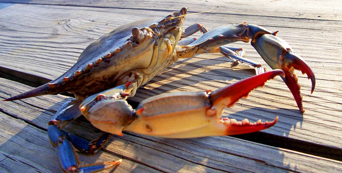 13 Fakta Unik Tentang "KEPITING"