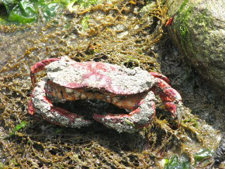 13 Fakta Unik Tentang "KEPITING"