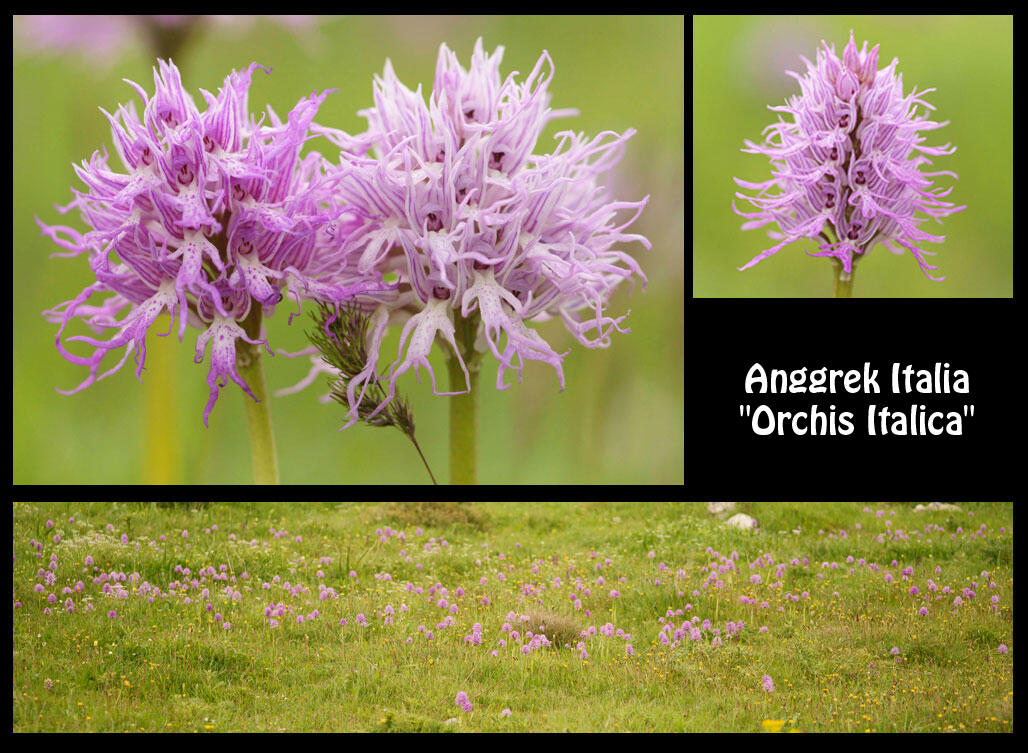 Anggrek Italia "Orchis Italica" Anggrek Cantik Mirip Pria Tanpa Busana
