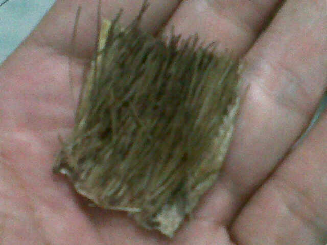 KULIT KEBO LONDO