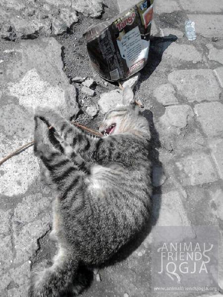 Orion Si Kucing Terlantar... 