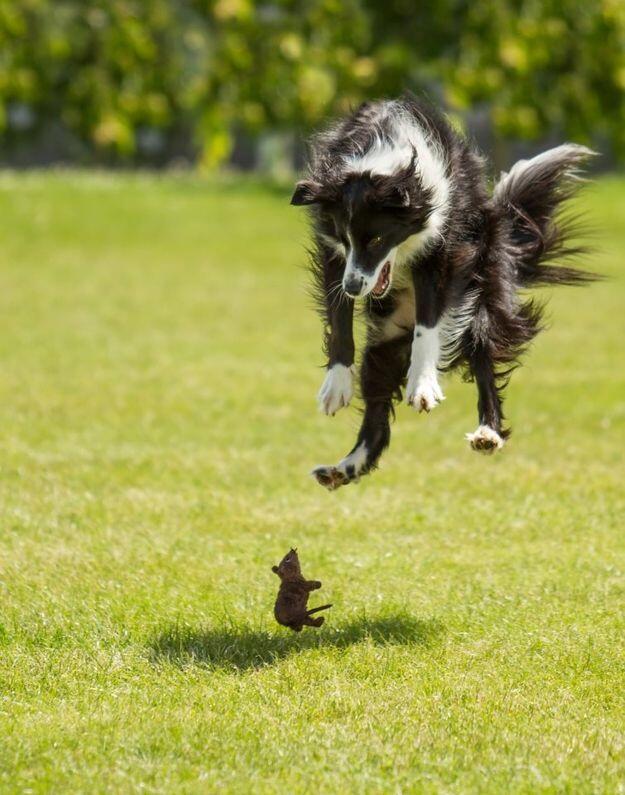 (PIC) Gallery of Perfectly Timed Photos