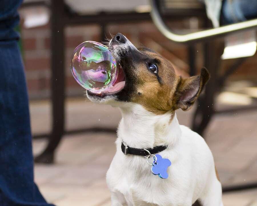 (PIC) Gallery of Perfectly Timed Photos