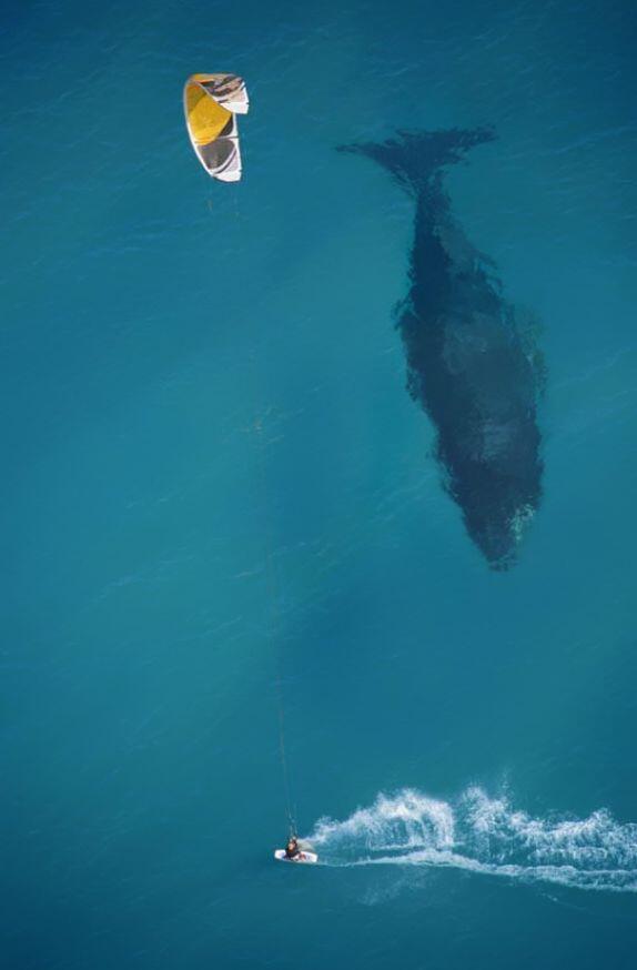 (PIC) Gallery of Perfectly Timed Photos