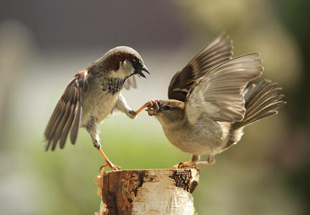 (PIC) Gallery of Perfectly Timed Photos