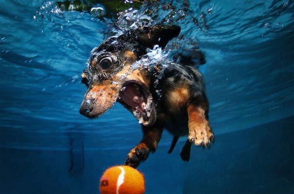 (PIC) Gallery of Perfectly Timed Photos