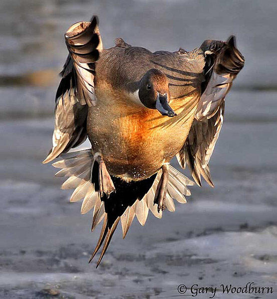 (PIC) Gallery of Perfectly Timed Photos