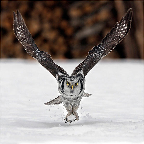 (PIC) Gallery of Perfectly Timed Photos