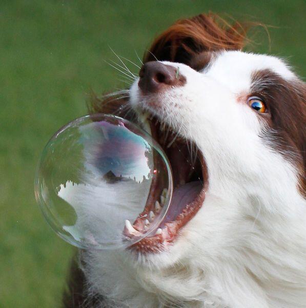 (PIC) Gallery of Perfectly Timed Photos